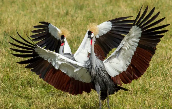 Природа, птица, Grey Crowned Cranes
