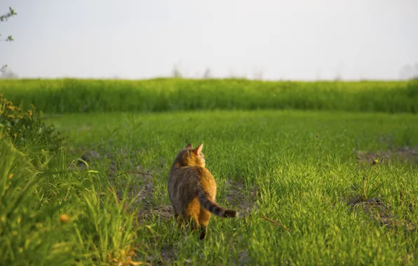 Картинка трава, кот, гуляет сам по себе