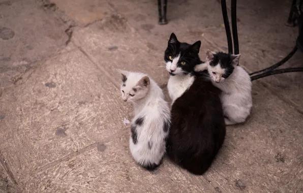 Взгляд, кошки, котенок, коты, плитка, мебель, котята, ножки