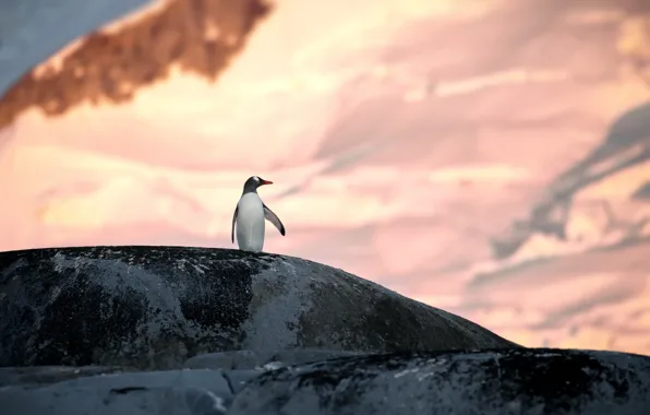Картинка снег, природа, камни, Антарктика, пингвин, Александр Перов