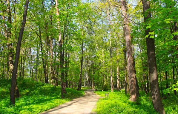 Forest, park, spring, alley