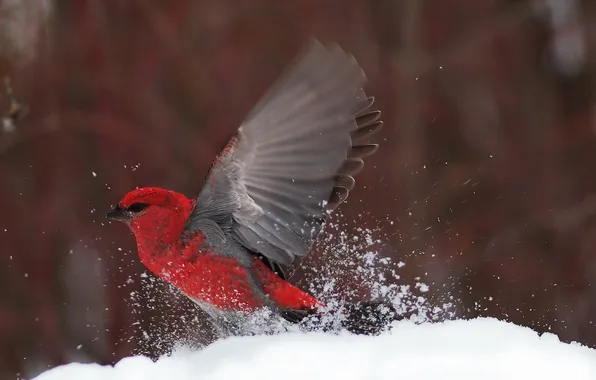 Картинка снег, природа, птица
