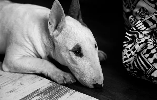 Картинка dog, animal, black and white, floor, creature, lying, b/w, beast