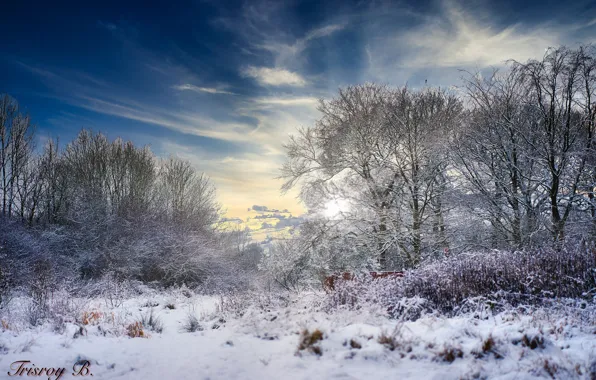 Sky, trees, sony, sunset, snow, alpha, cold, lighting