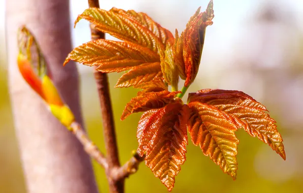 Spring, leaf, twig