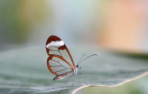 Прозрачность, бабочка, метелик