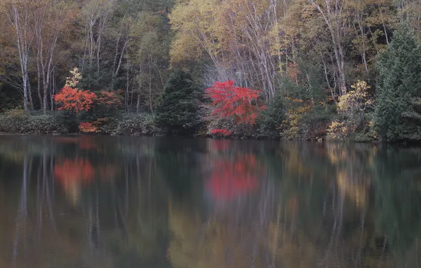 Осень, лес, деревья, озеро, отражение