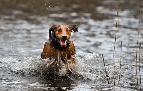 Вода, брызги, собака
