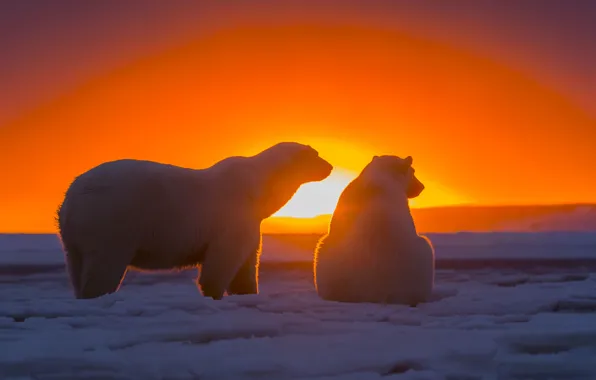 Картинка небо, снег, закат, медведи, Антарктида, Белые медведи