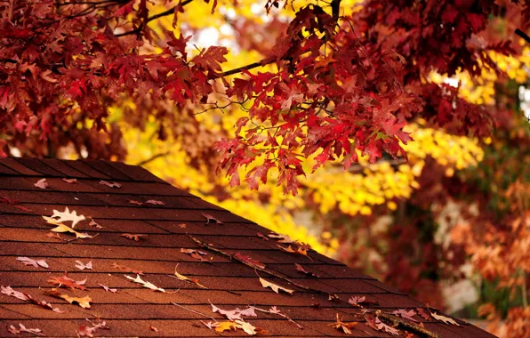 Картинка осень, природа, Fall Color