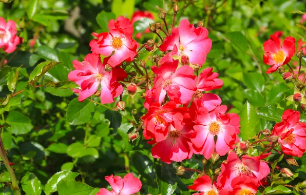 Red, flower, roses