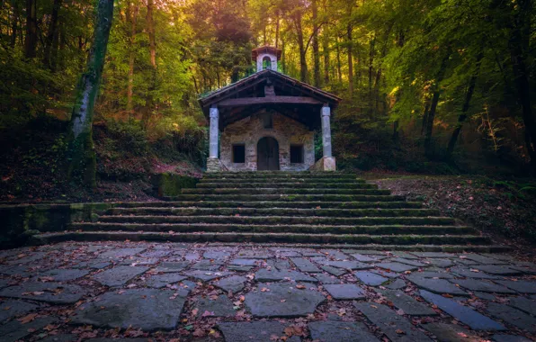 Осень, лес, листья, деревья, плитка, дверь, лестница, ступени