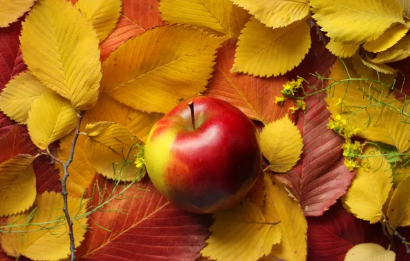 Картинка осень, листья, яблоко