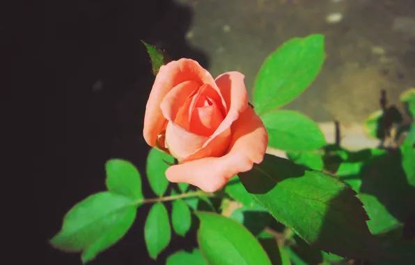 Rose, macro, orange, soft