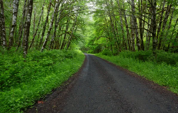 Дорога, лес, Орегон, USA, США, forest, road, Oregon