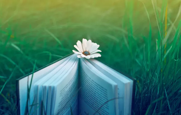 Цветок, трава, природа, настроение, книга