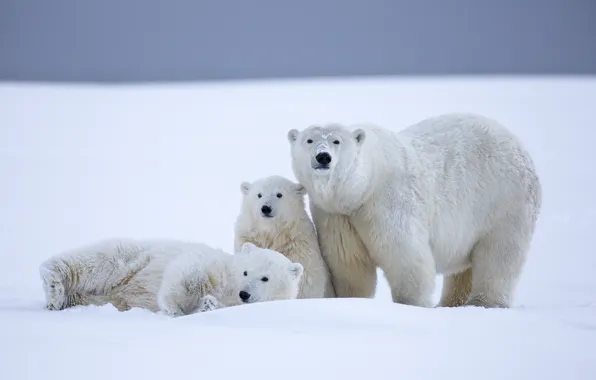 Картинка зима, снег, медведи, Аляска, медвежата, белые медведи, медведица, детёныши