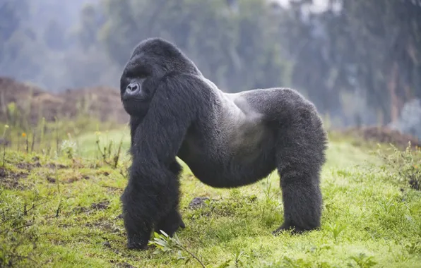 Картинка animal, wildlife, wild animal, gorrila