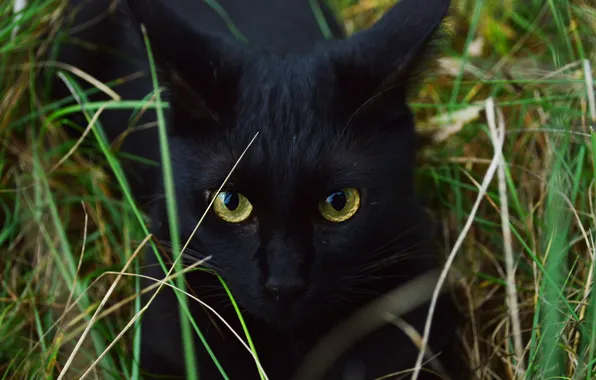 Кошка, трава, кот, взгляд, морда, поза, черный, портрет