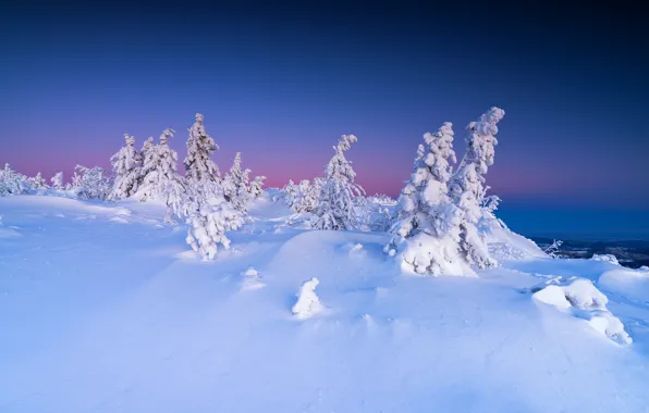 Зима, снег, деревья, пейзаж, природа, рассвет, утро, ели