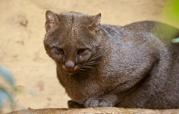 Картинка кошка, взгляд, ягуарунди