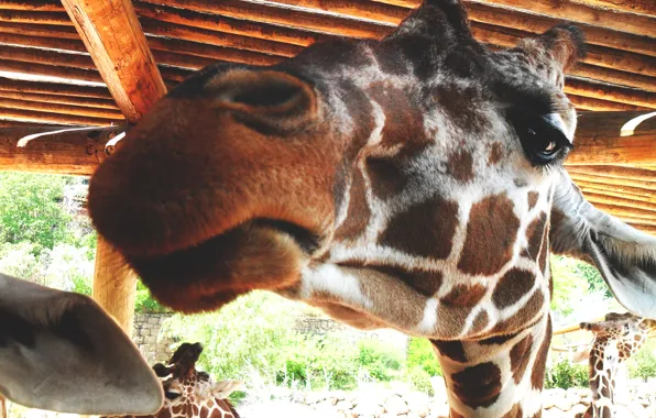 Животное, жираф, мордочка, зоопарк, face, animal, giraffe, zoo