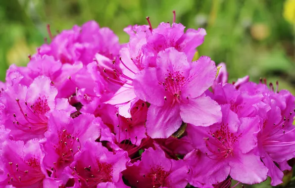 Pink, blooming, azalea