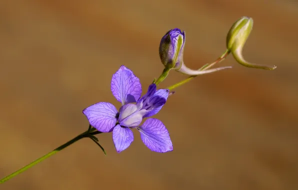 Цветы, природа, растение, лепестки