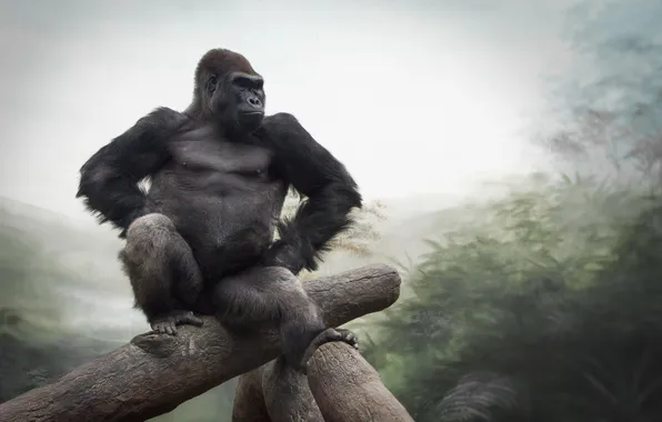 Картинка природа, обезьяна, Gorilla