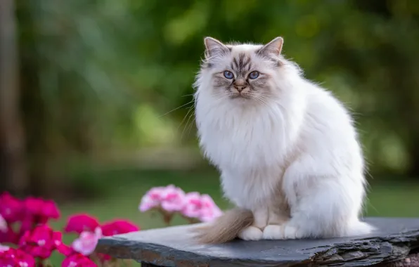 Кошка, лето, кот, взгляд, цветы, природа, фон, сад