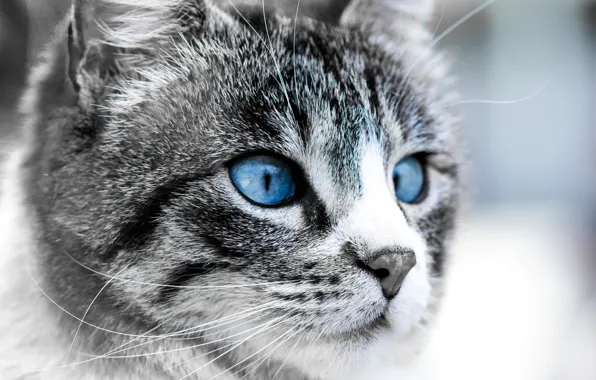 Картинка кошка, глаза, морда, Луна, синие