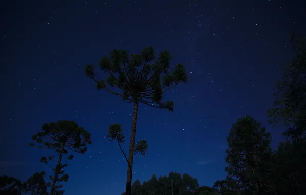 Картинка космос, звезды, деревья, ночь