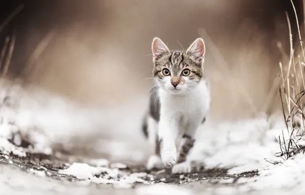 Картинка взгляд, снег, мордочка, котёнок, боке, котейка