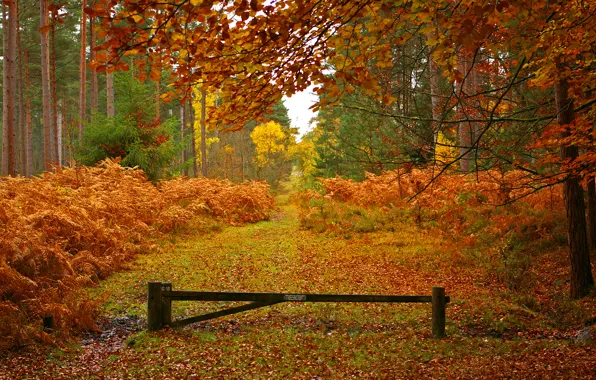 Дорога, осень, лес, листья, деревья