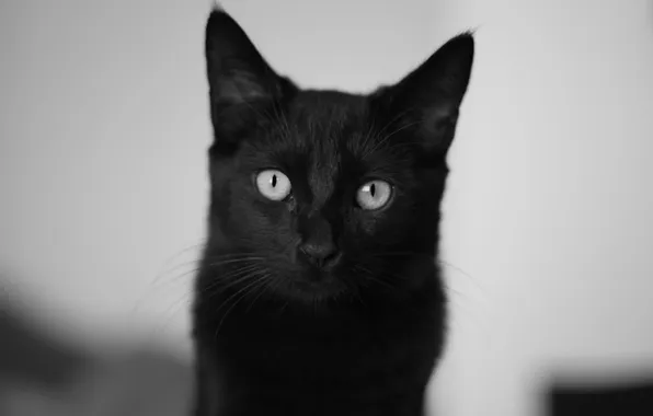 Кошка, глаза, кот, черный