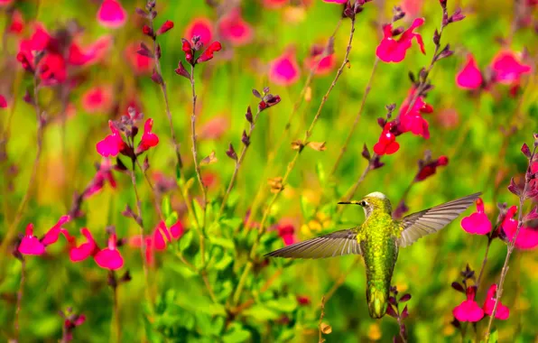 Картинка цветы, птица, растение, крылья, клюв, колибри
