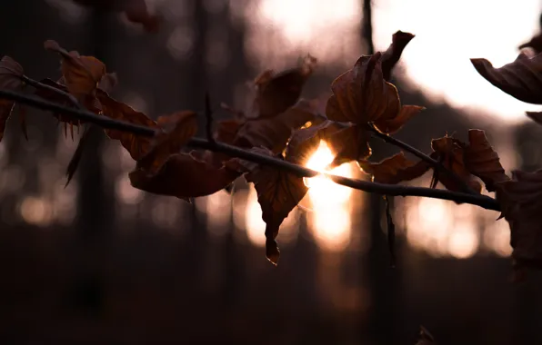 Winter, Sun, Sunset, Forest, Trees, Leaves, Branch, Dusk