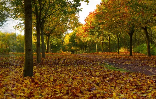 Картинка осень, листья, деревья, аллея