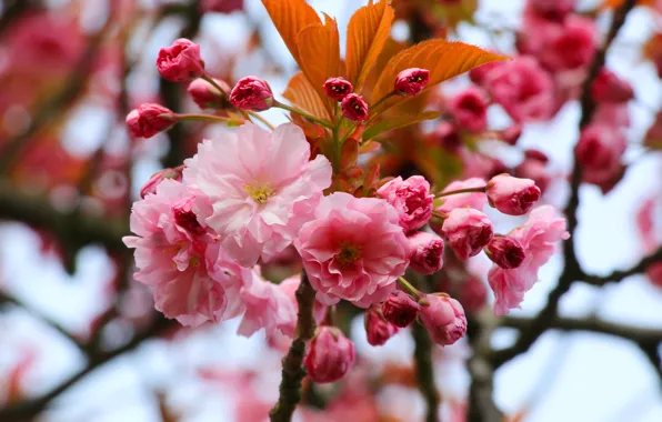 Flower, twig, blooming
