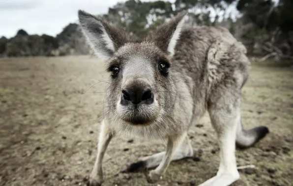 Макро, природа, kangaroo