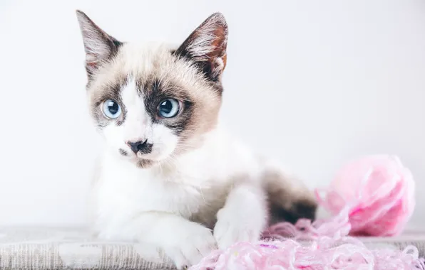 Кошка, клубок, котенок