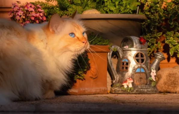 Кошка, кот, взгляд, свет, цветы, поза, пушистый, сад