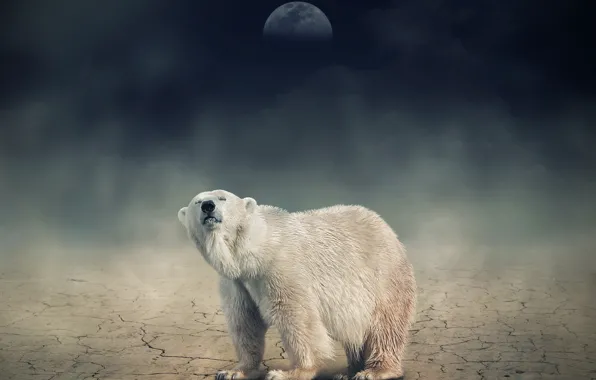 Картинка белый, ночь, луна, медведь, мишка