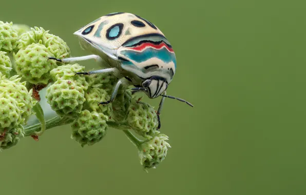 Картинка макро, жук, насекомое, picasso bug