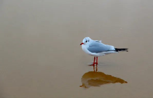 Beach, bird, seagull