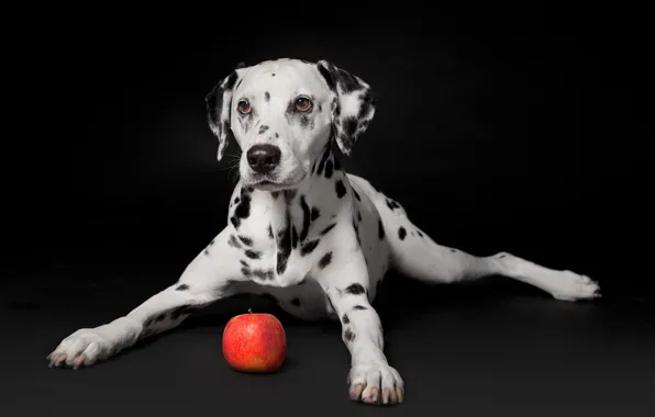 Яблоко, портрет, собака, щенок, чёрный фон, Далматин