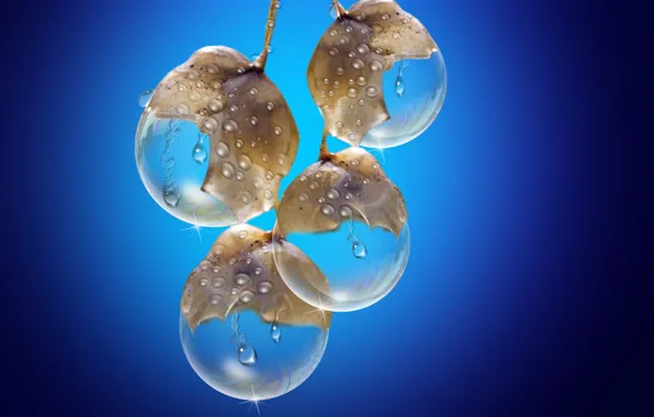 Drops, fruits, rain drops, cristal