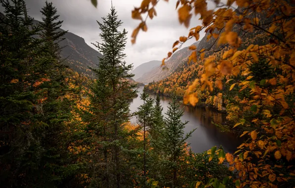 Картинка осень, деревья, горы, ветки, река, ели, Канада, Canada
