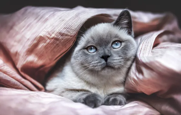 Кошка, котенок, серый, постель, лежит, простыня, голубые глаза, мордашка