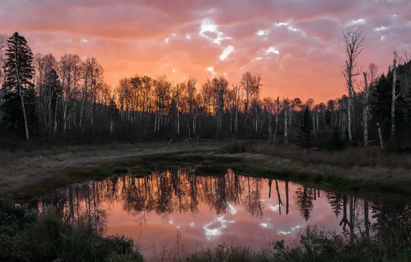 Картинка лес, небо, облака, деревья, пейзаж, закат, природа, пруд